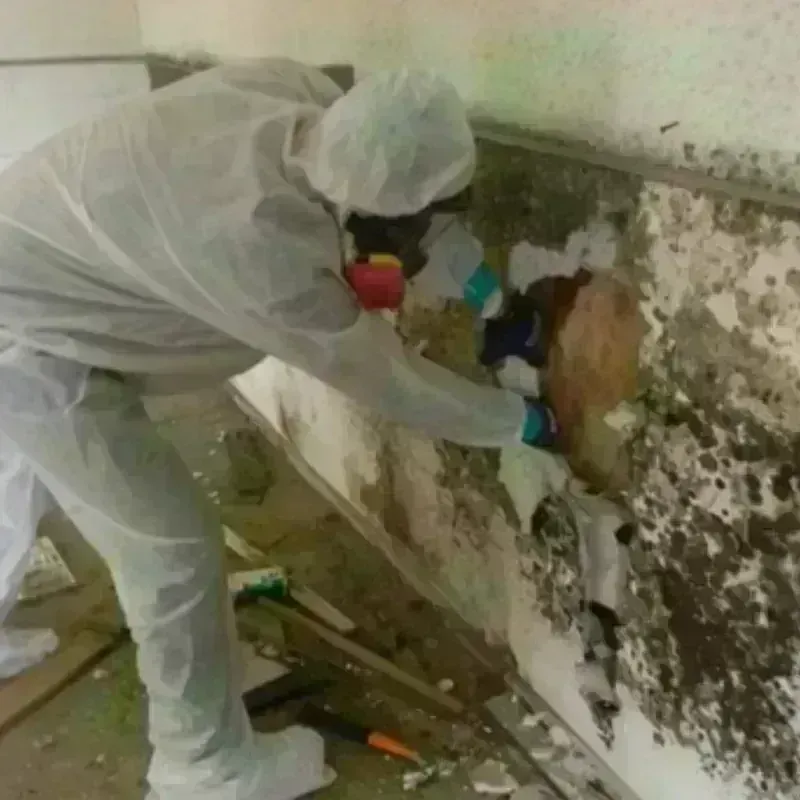 Mold Remediation and Removal in Thomasville, NC